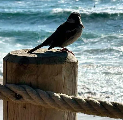 Villa Luxe Piscine Chauffee, 4 Chambres, Surplombant Le Golf Entre Ocean & Lac Plage A 5 Min